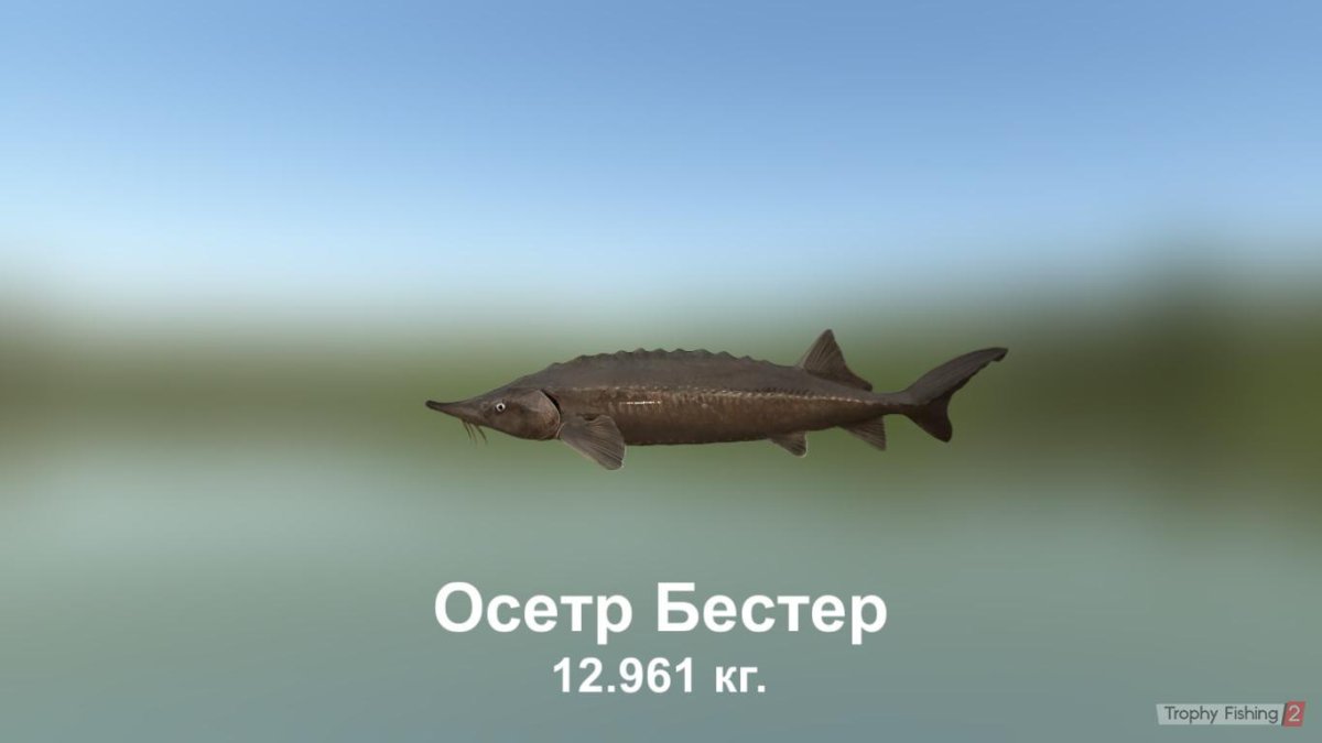 Рыба собака