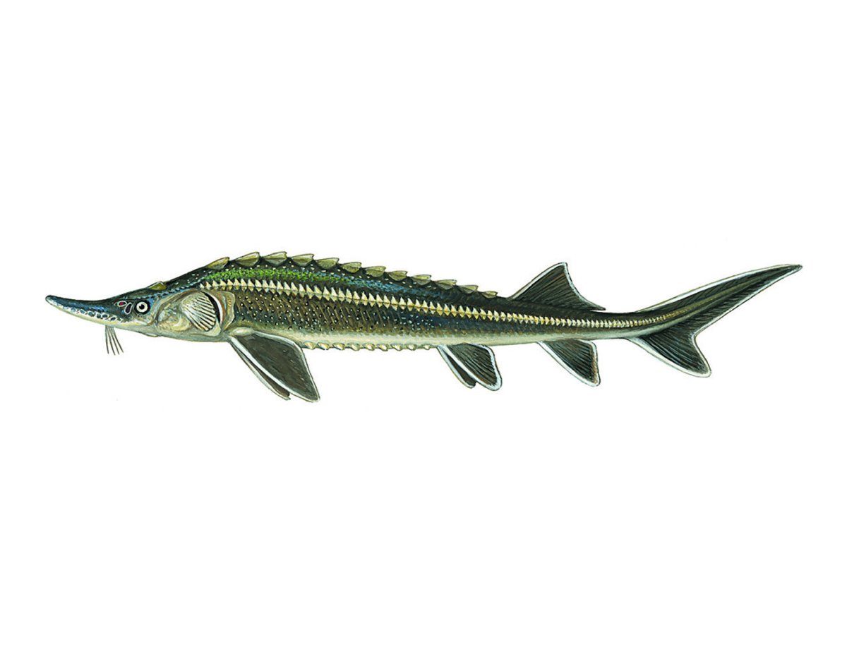 Осетрина и Белуга