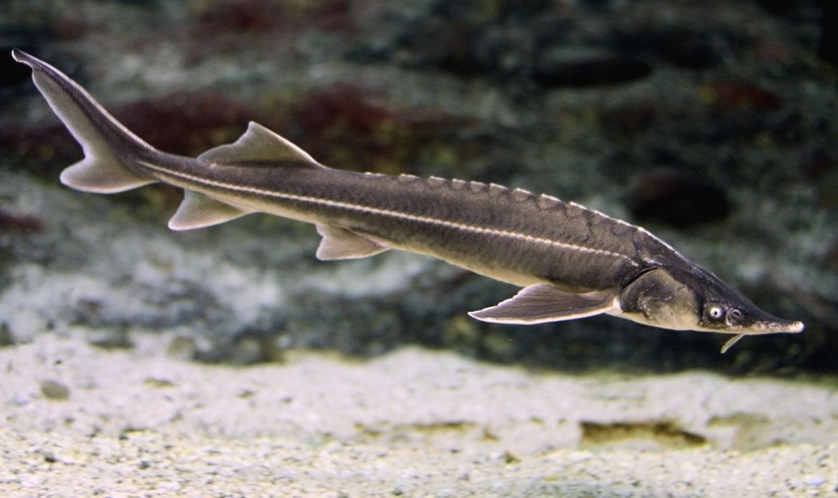 Белуга + стерлядь = Бестер