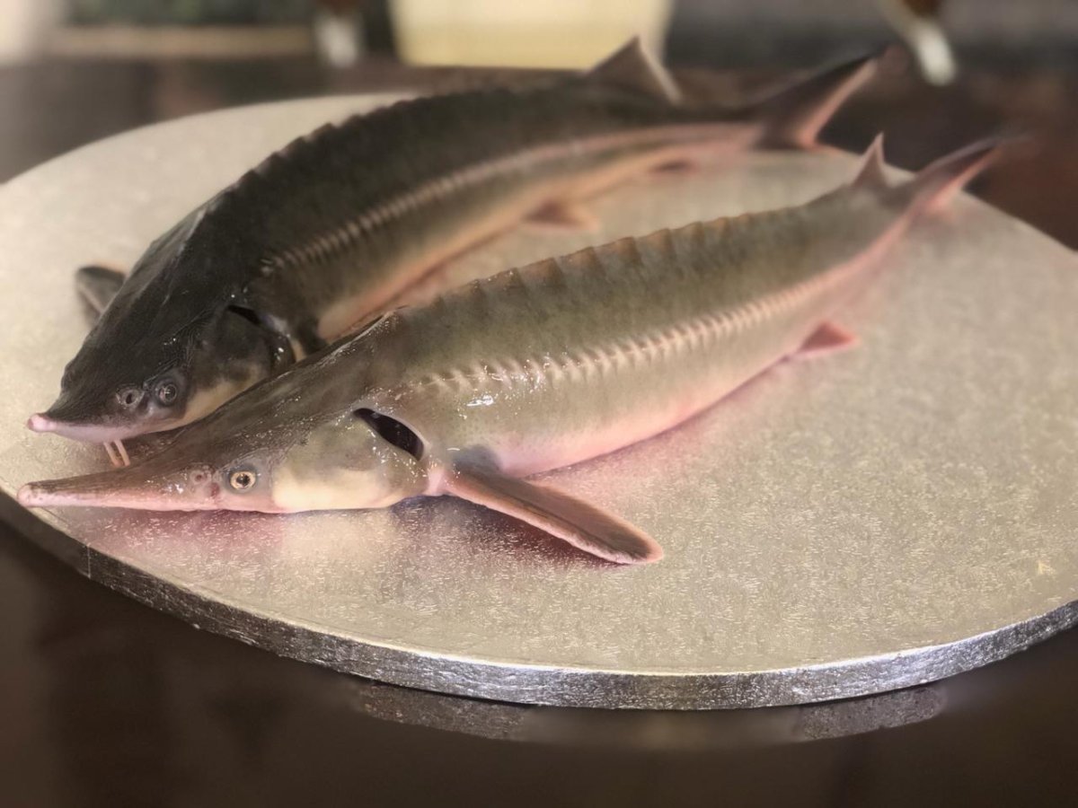 Бестер рыба