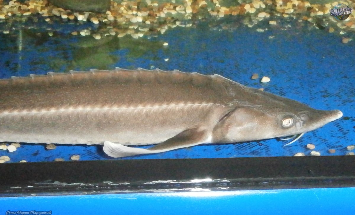 Стерлядь осетр Бестер