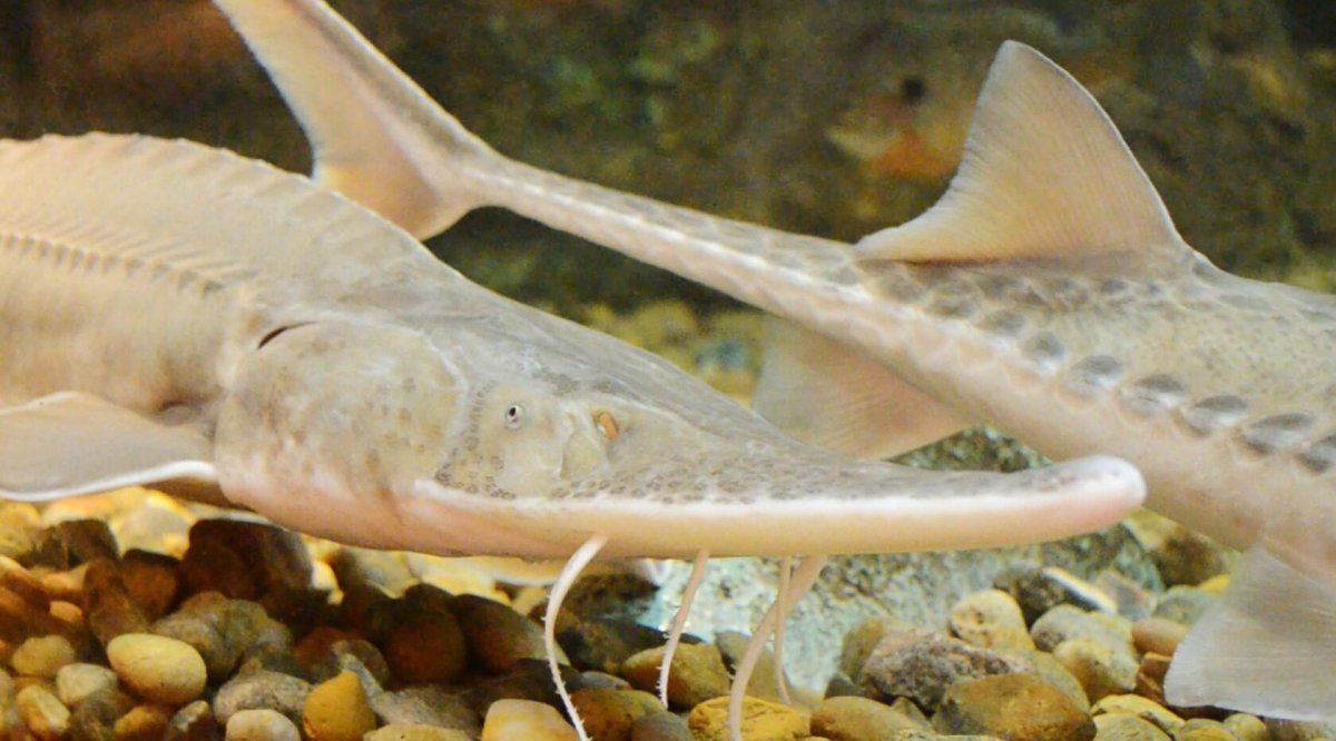 Белуга альбинос