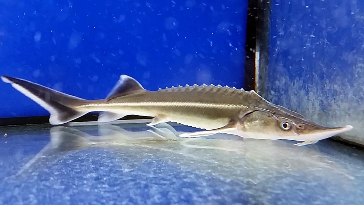 Осетр гибрид Acipenser ruthenus