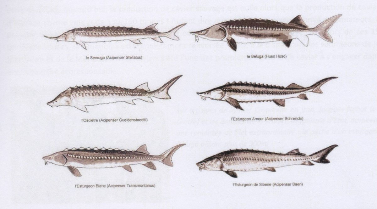 Стерлядь Кострюк осетр