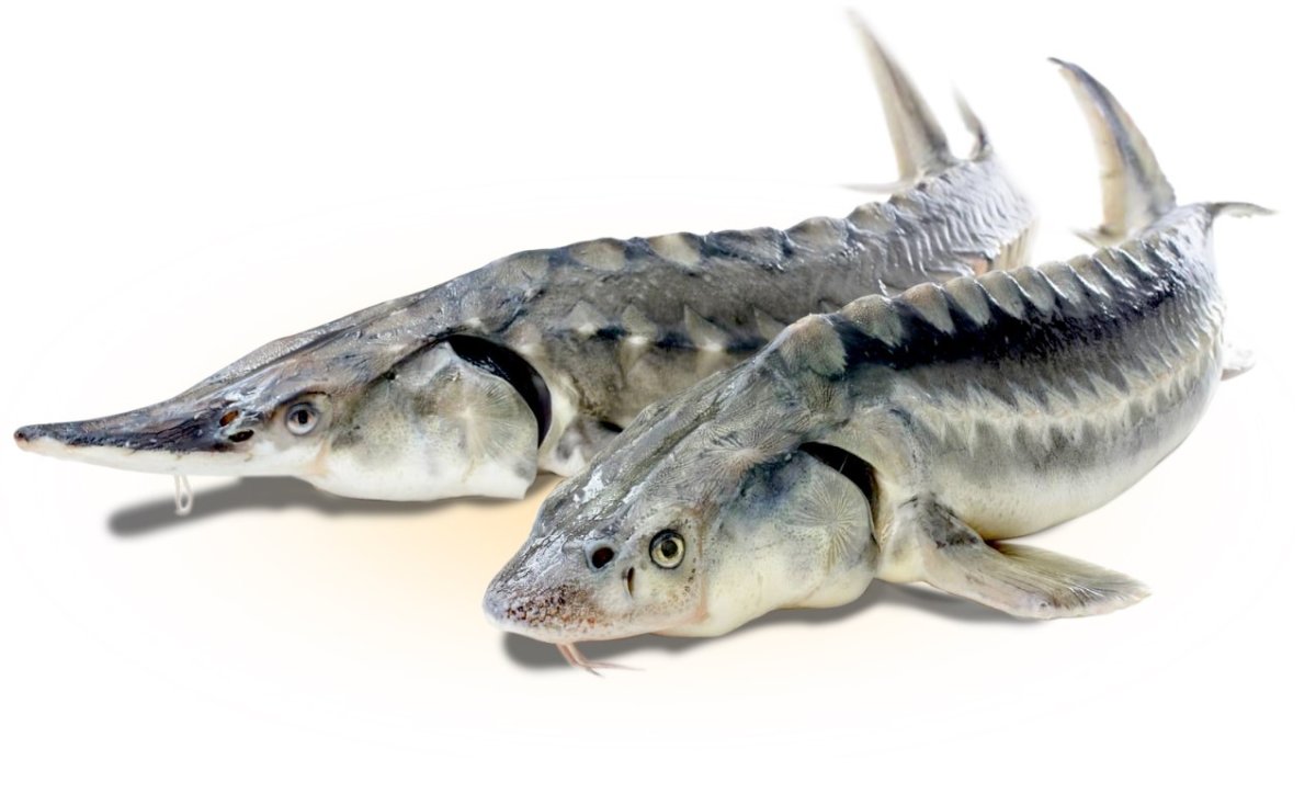 Осетрина рыба