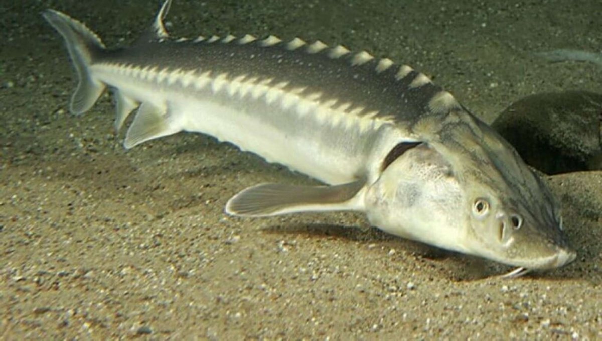 Форель и осетр