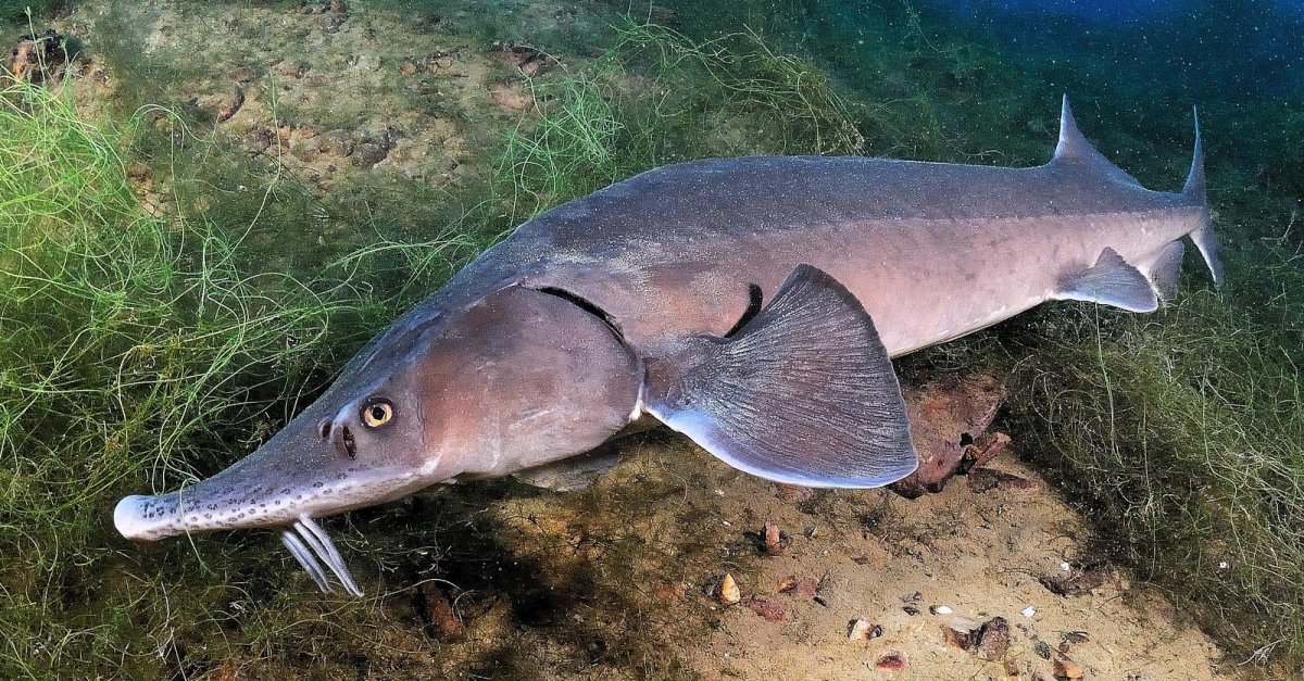 Черноморский осетр