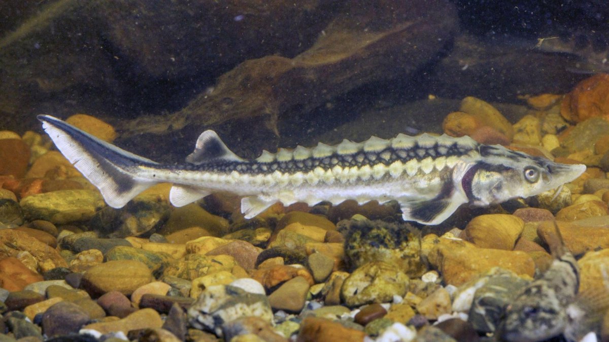 Кот с рыбой