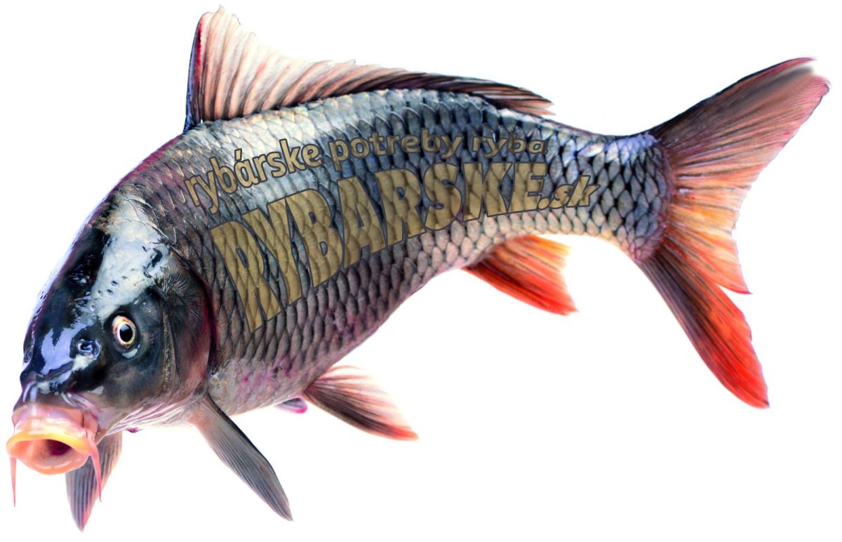 Красивые Хищные рыбы