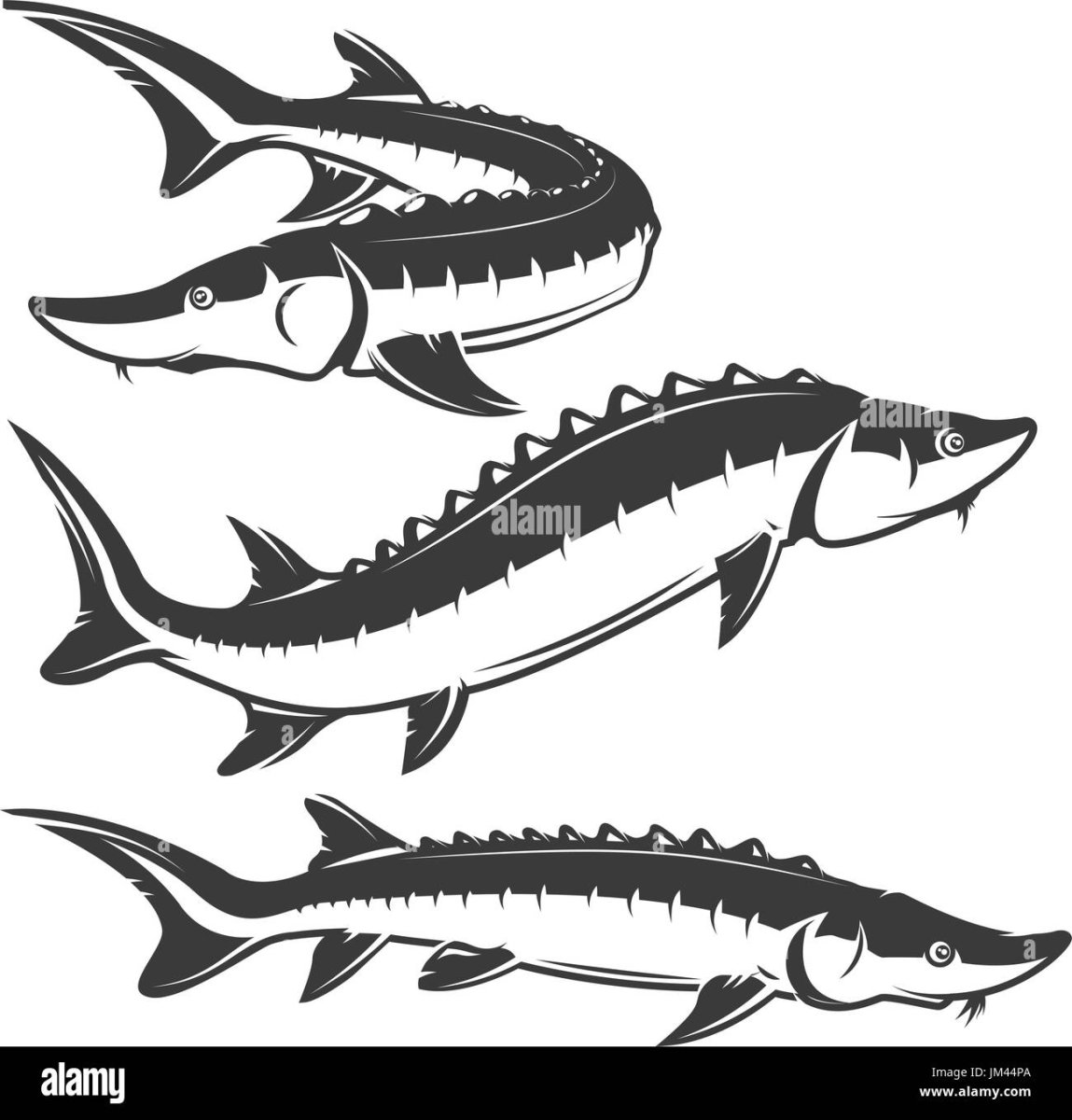 Рыба осетр вектор