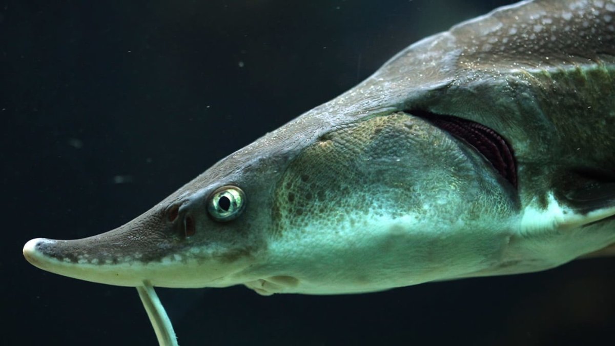 Органы зрения у стерляди