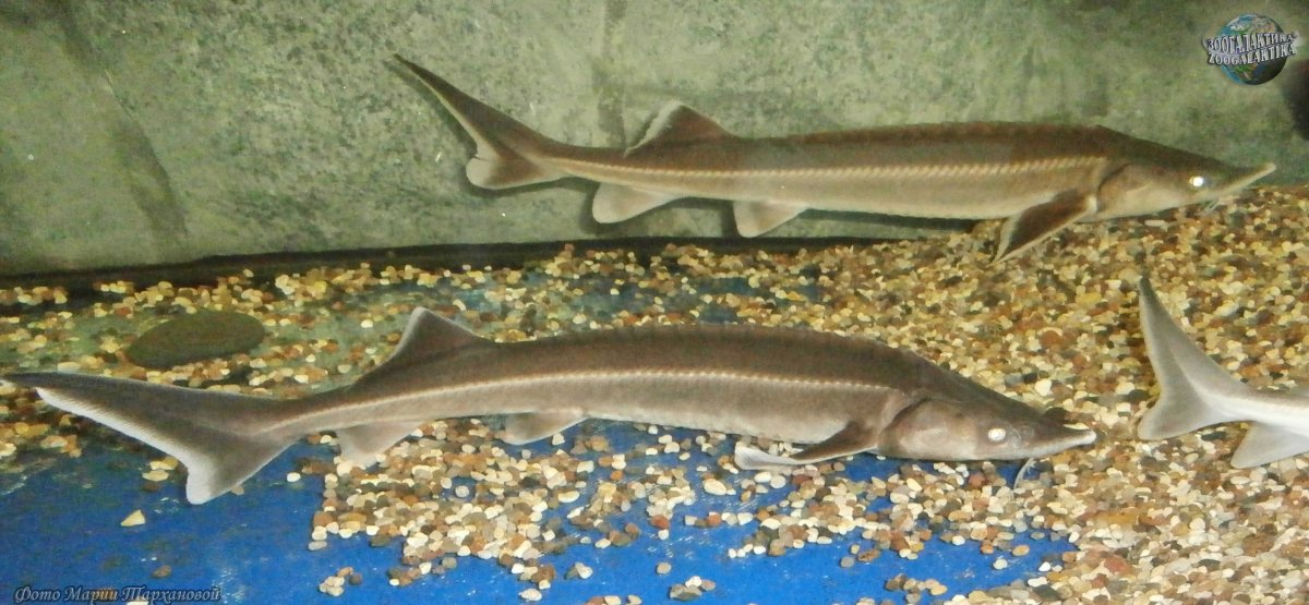 Бестер рыба фото