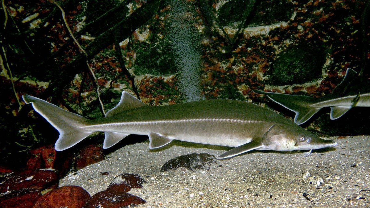 Бестер гибрид белуги и стерляди