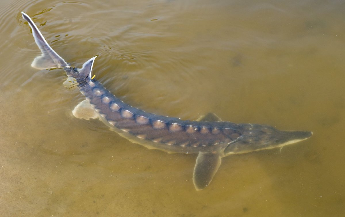Русский осетр