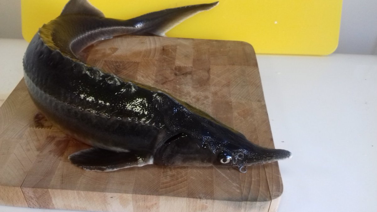 Осетра, стерлядь охлажденные