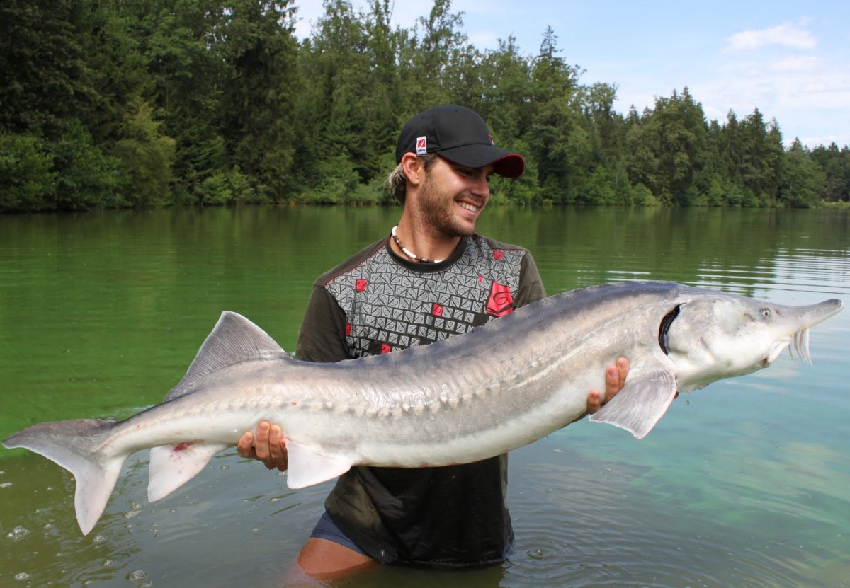 Белуга рыба