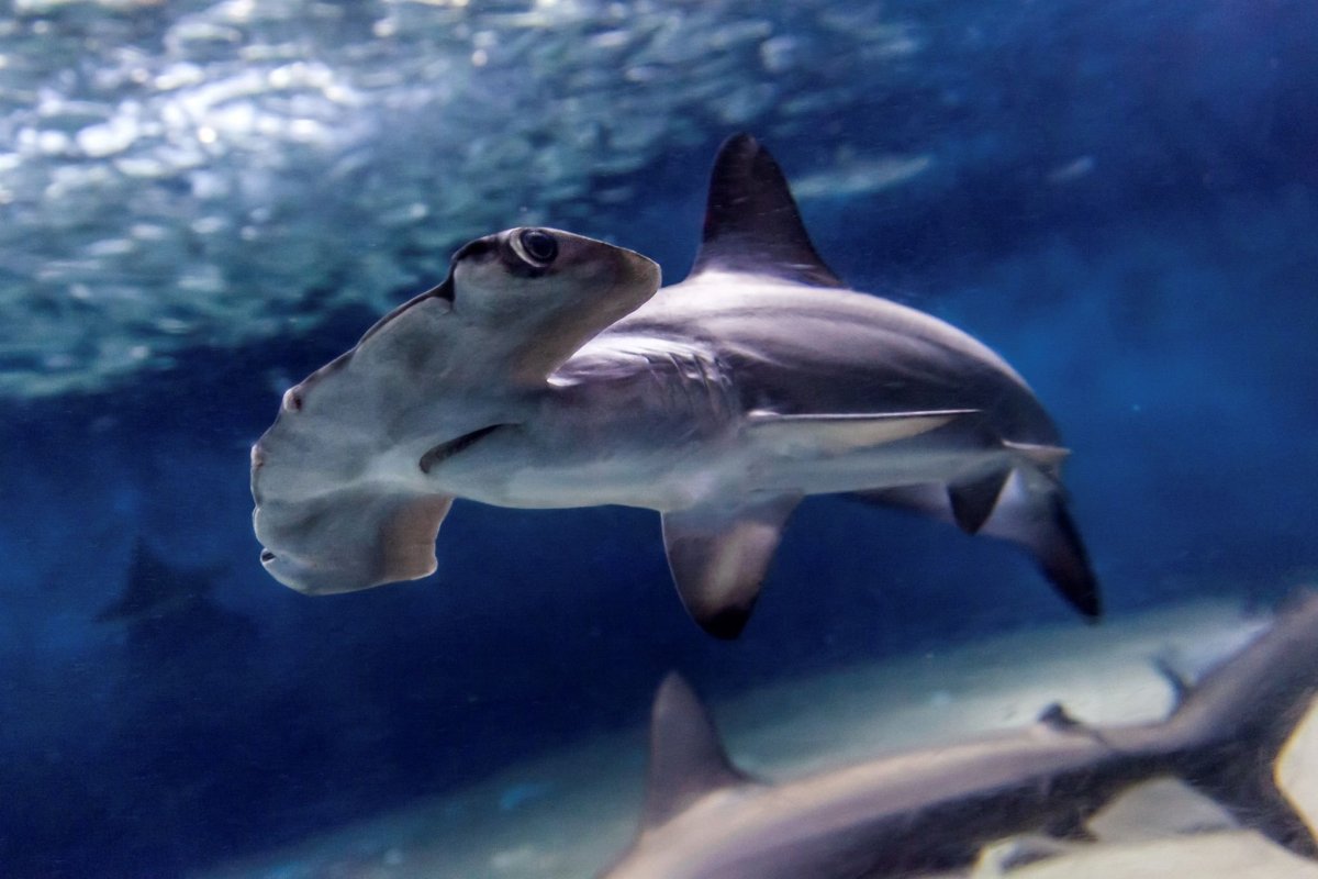 Hammerhead Shark