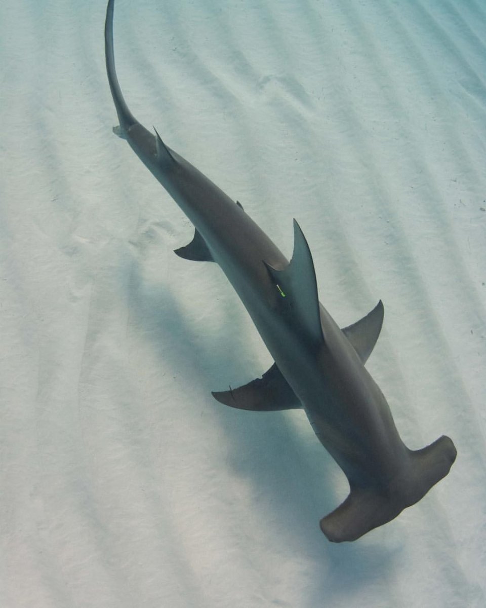 Акула хаммерхед