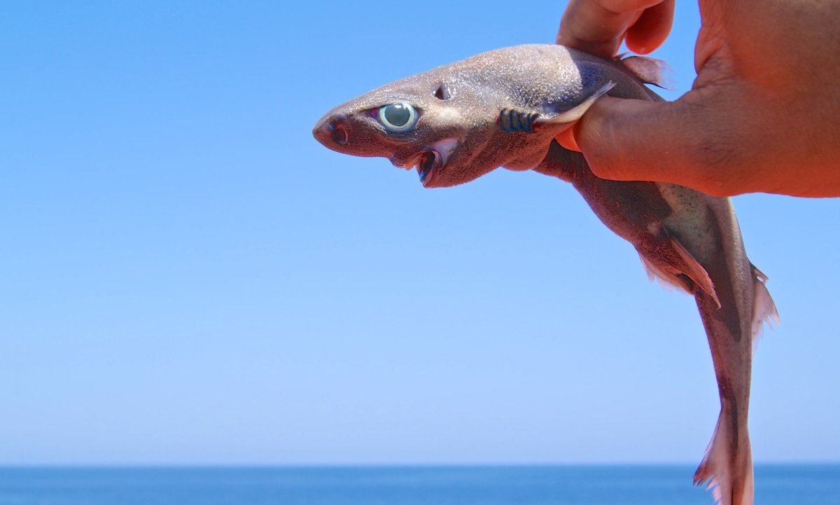 Акулы Etmopterus perryi