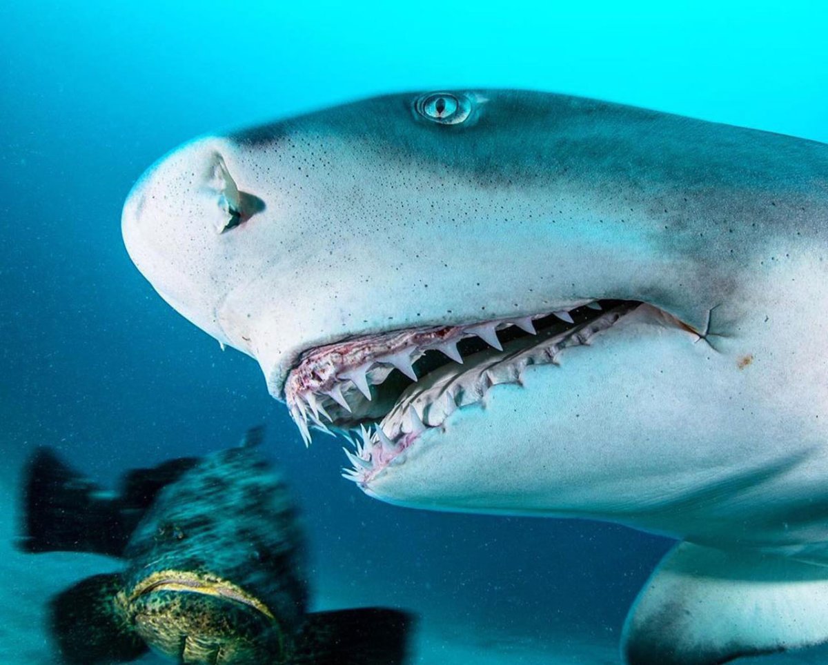 Мадагаскарская острозубая акула