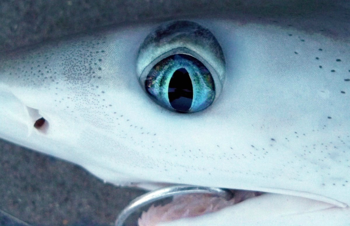 Глаз рыбы