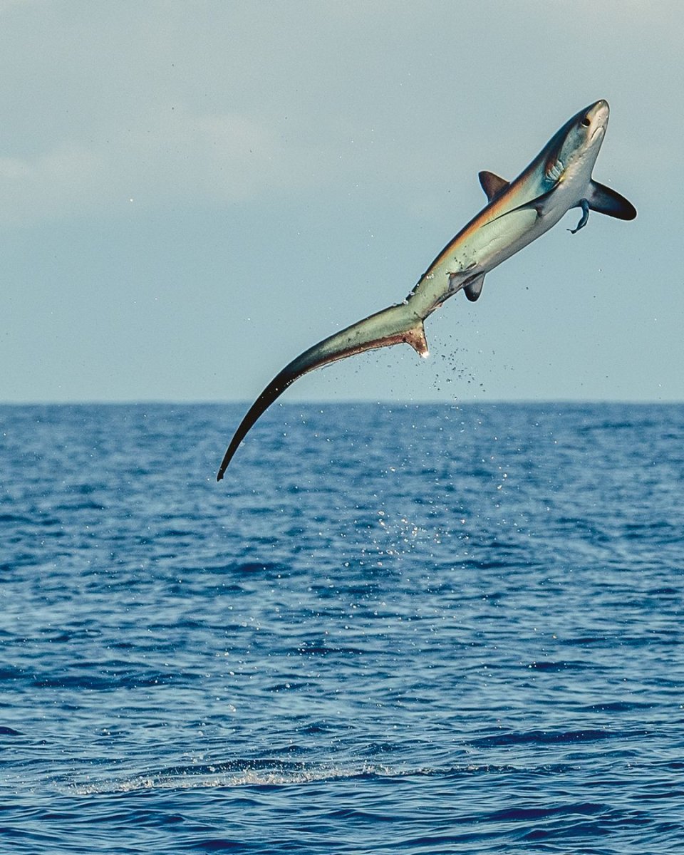 Морская лисица акула