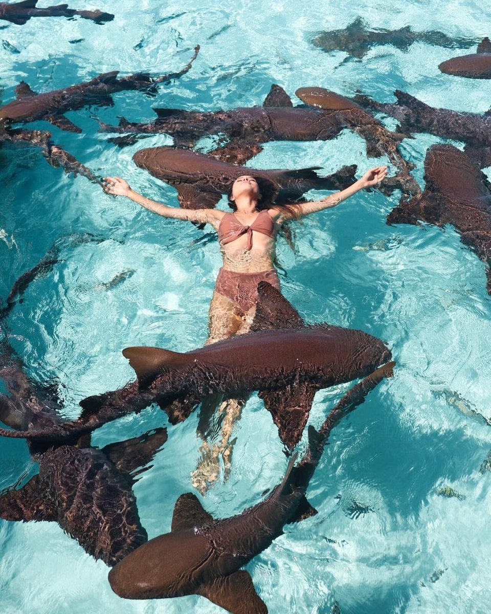 Акулы няньки на Багамах