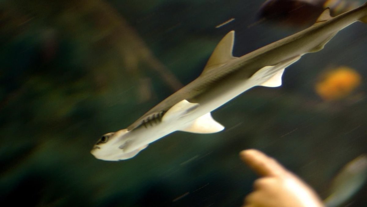 Акула молот аквариумная