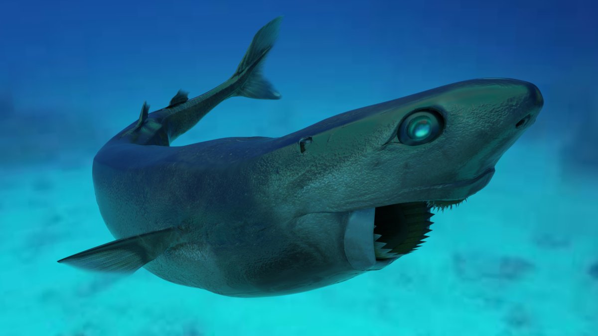 Бразильская большезубая акула