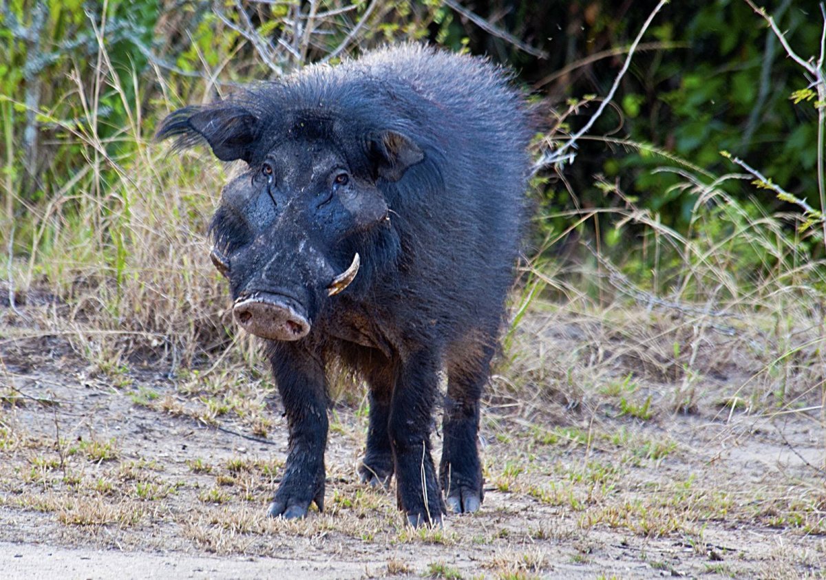 Дикие кабаны» (Wild Hogs)