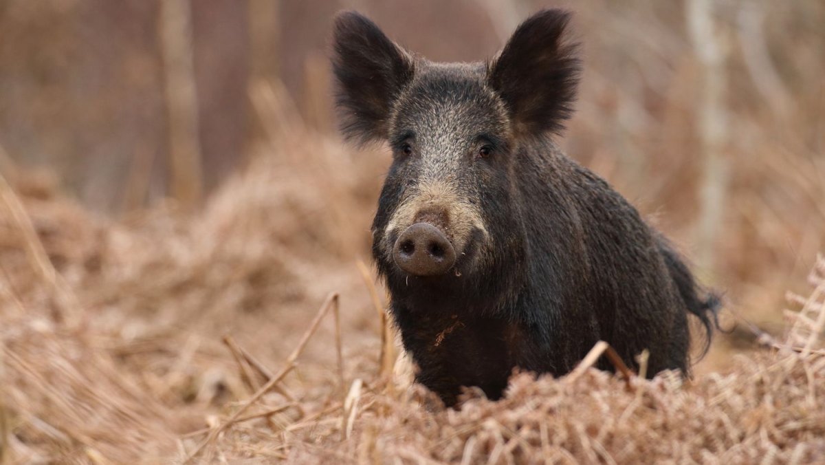 Европейский дикий кабан sus scrofa Ferus