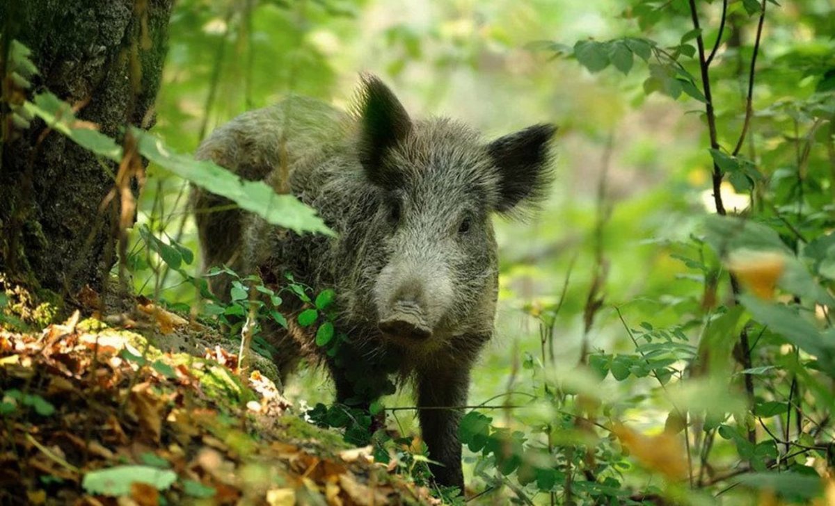 Кабан (sus scrofa)