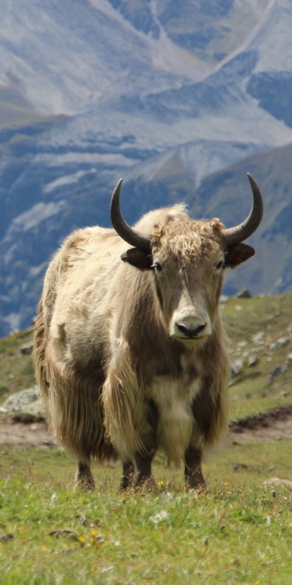 Як животное