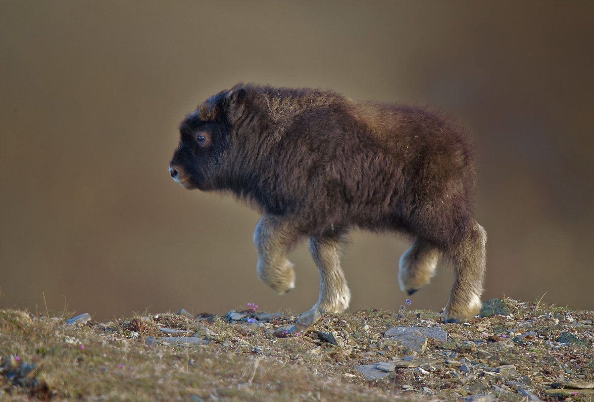 Овцебык и ЗУБР