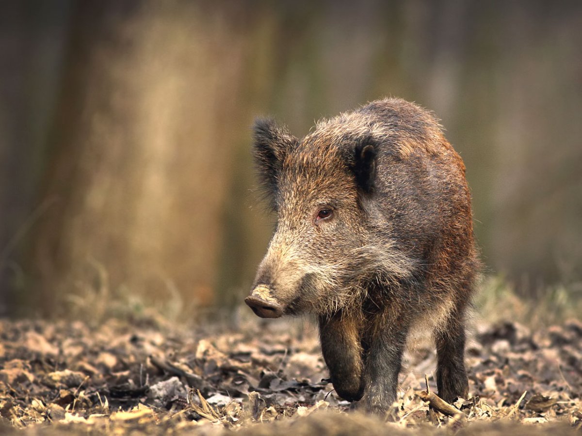 Sus scrofa scrofa