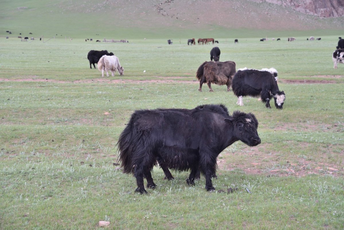 Яки Монгун Тайга