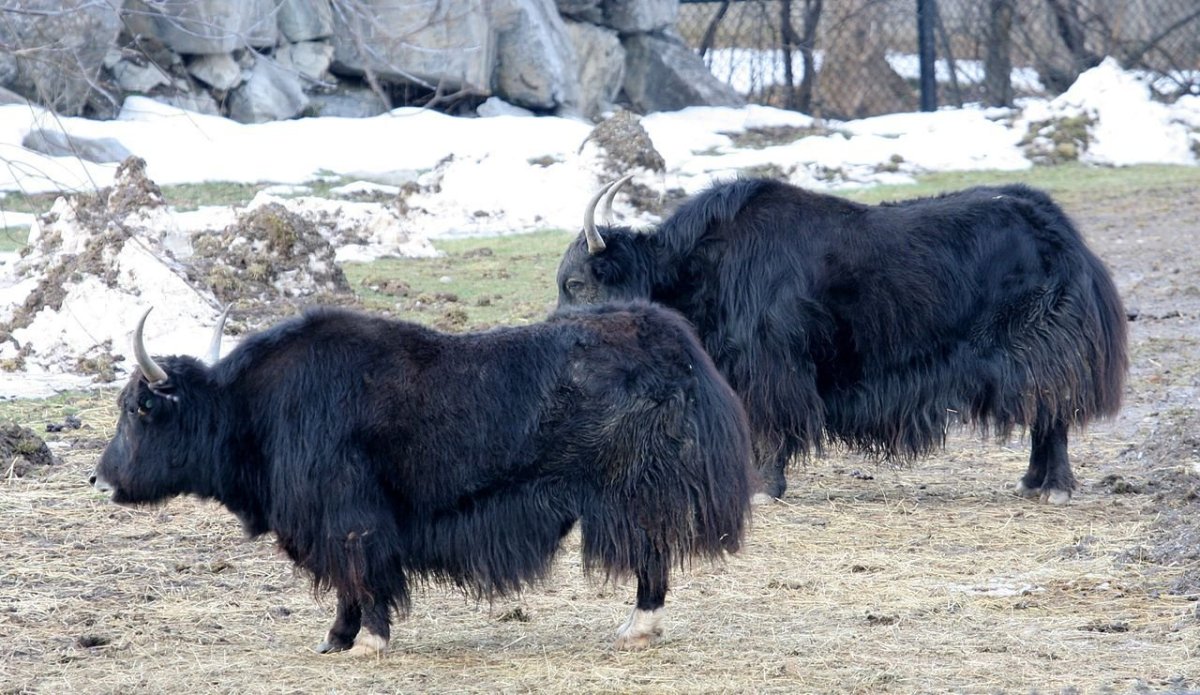 Памирские яки бык