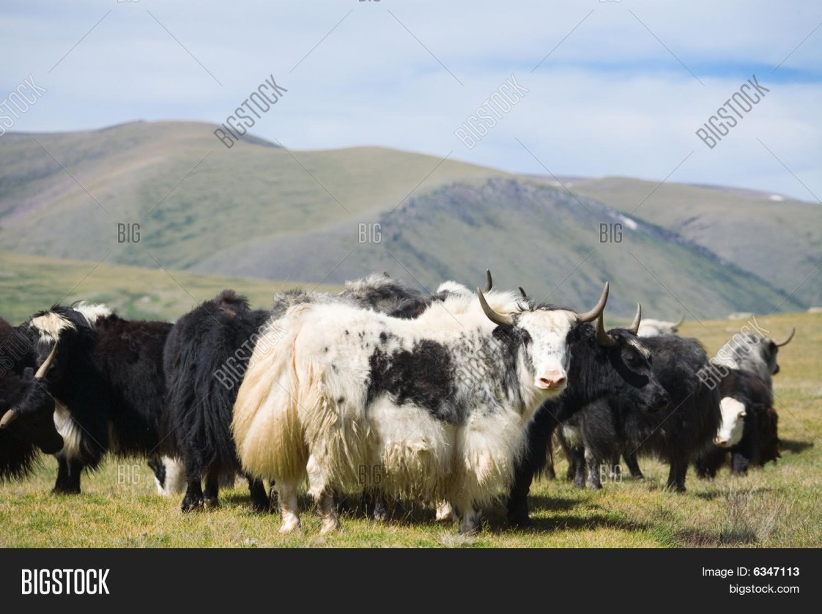 Сарлык Тыва