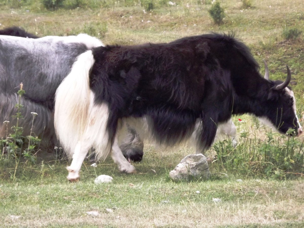 Сарлык животное Тыва