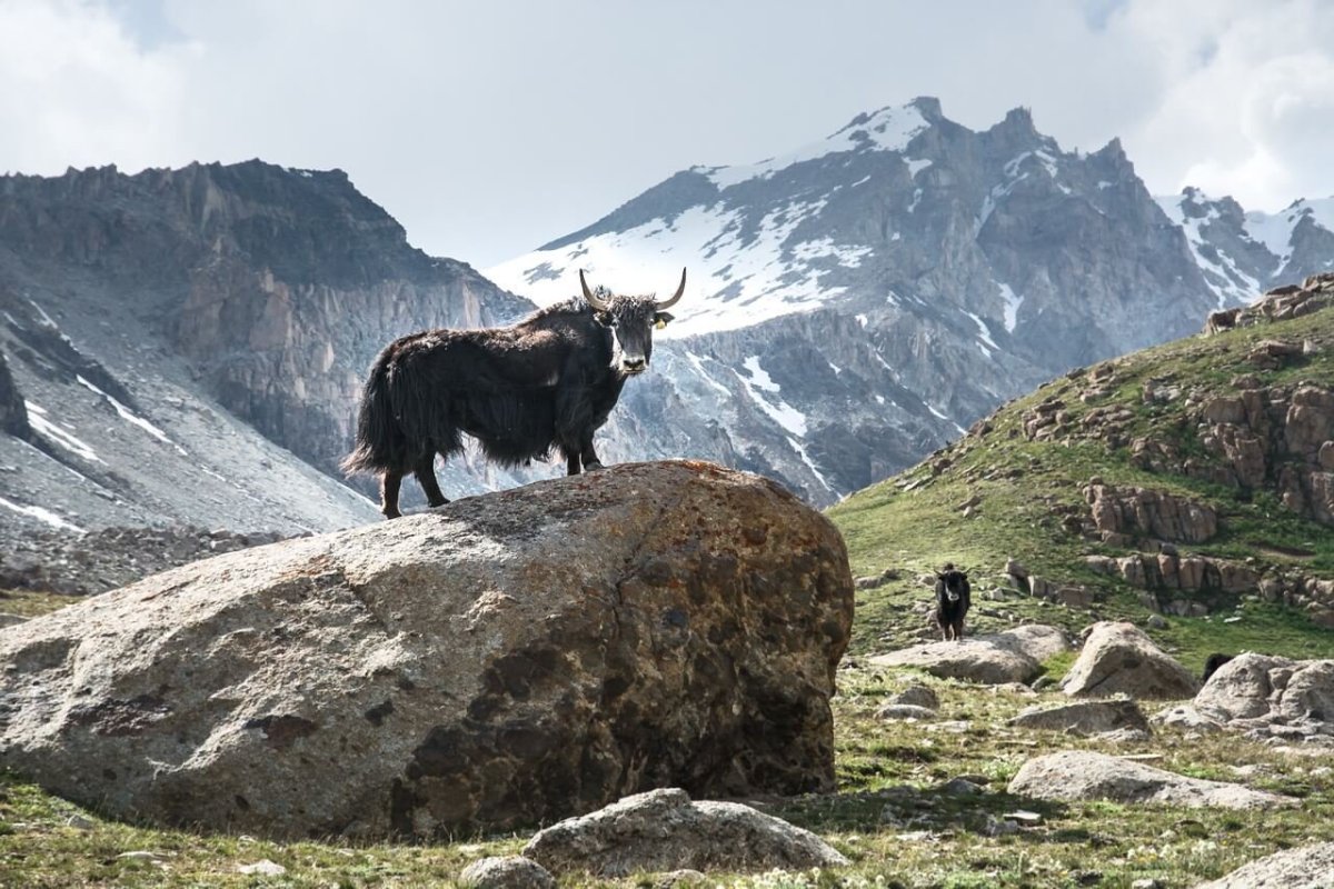 Яки в Киргизии