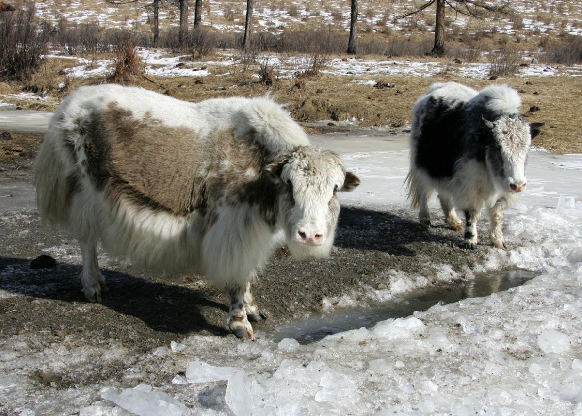 Хайнак Сарлык