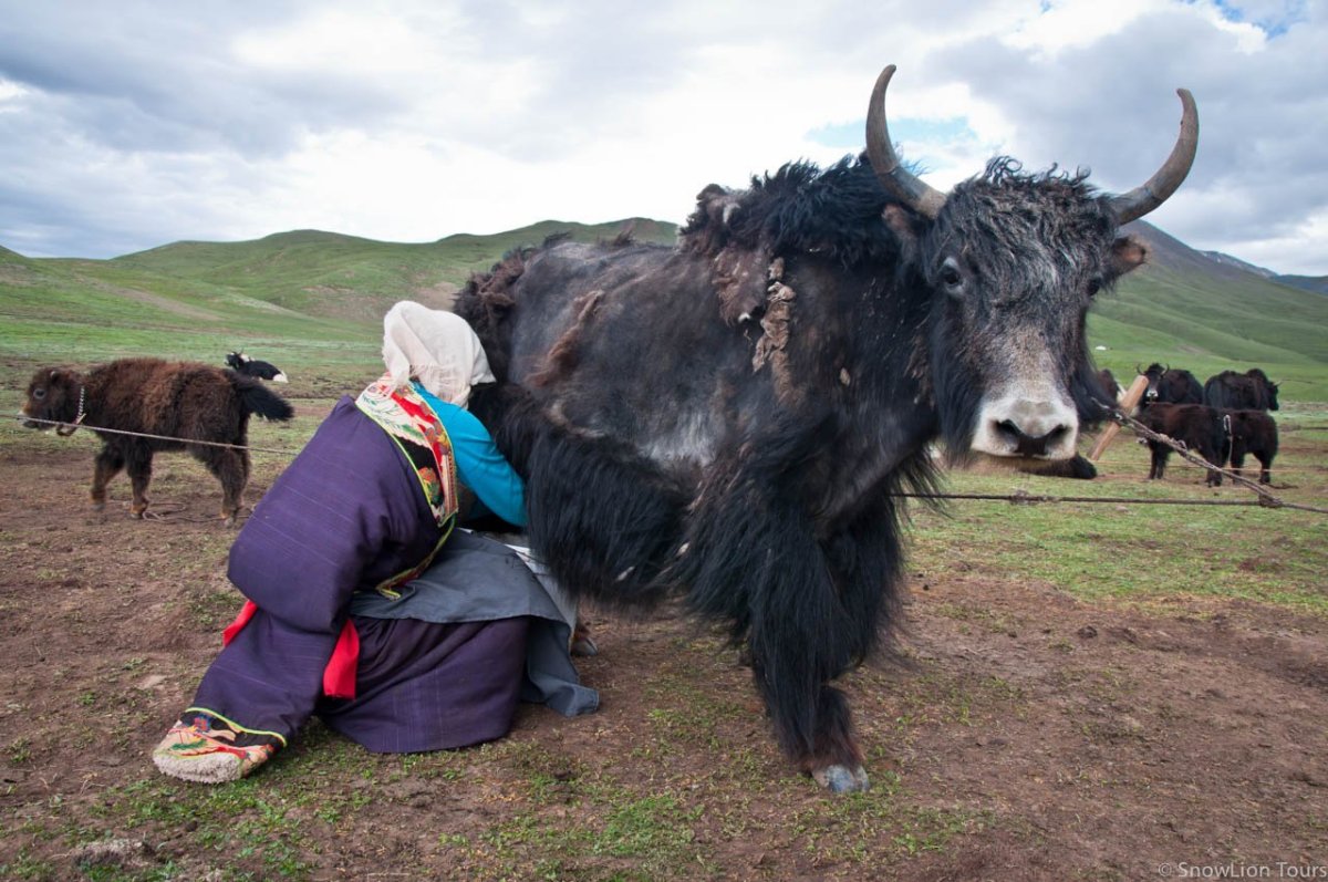 Монгун-Тайгинский кожуун Сарлык