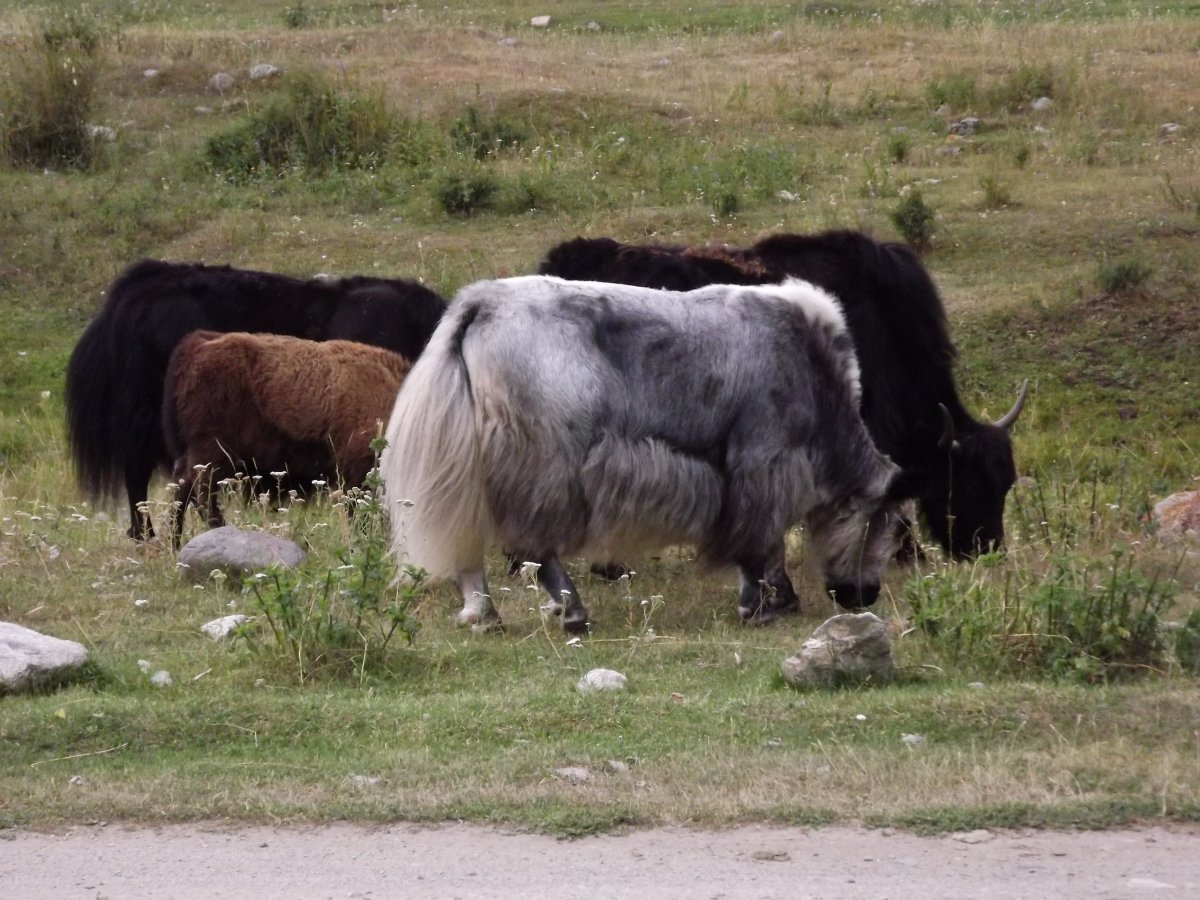 Республика Тыва Сарлык