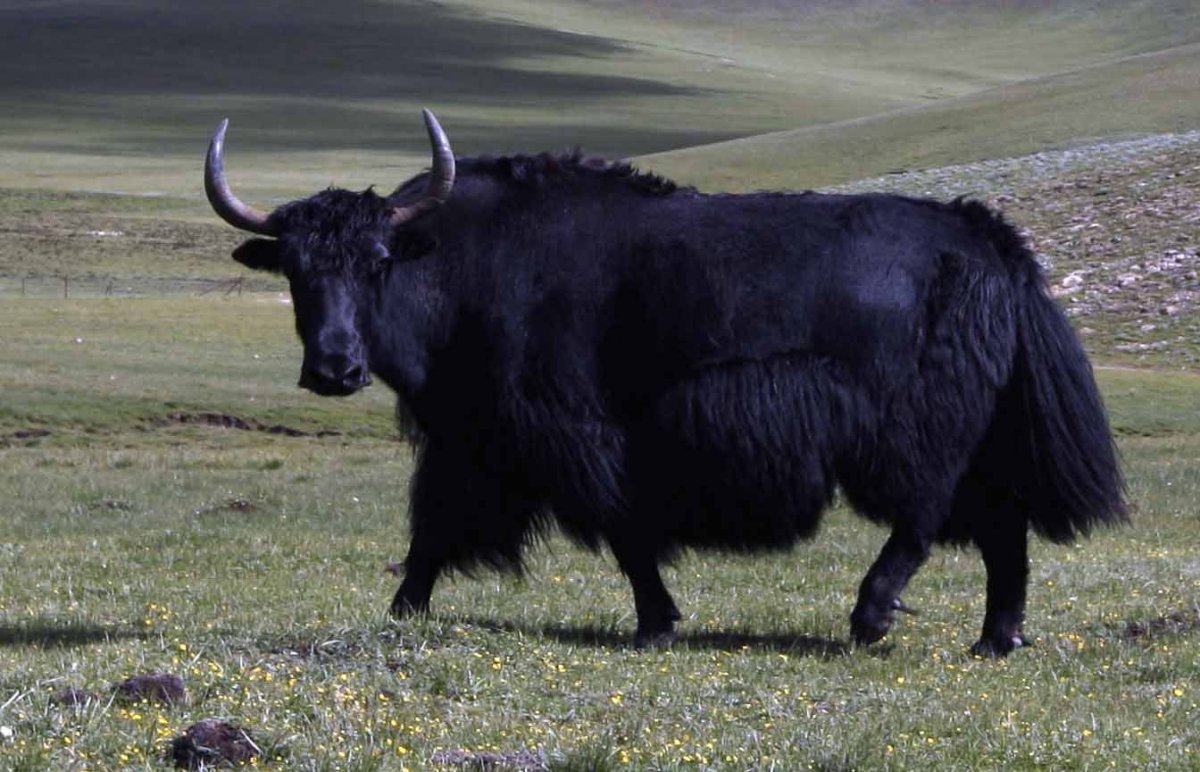 ЗУБР Сарлык як