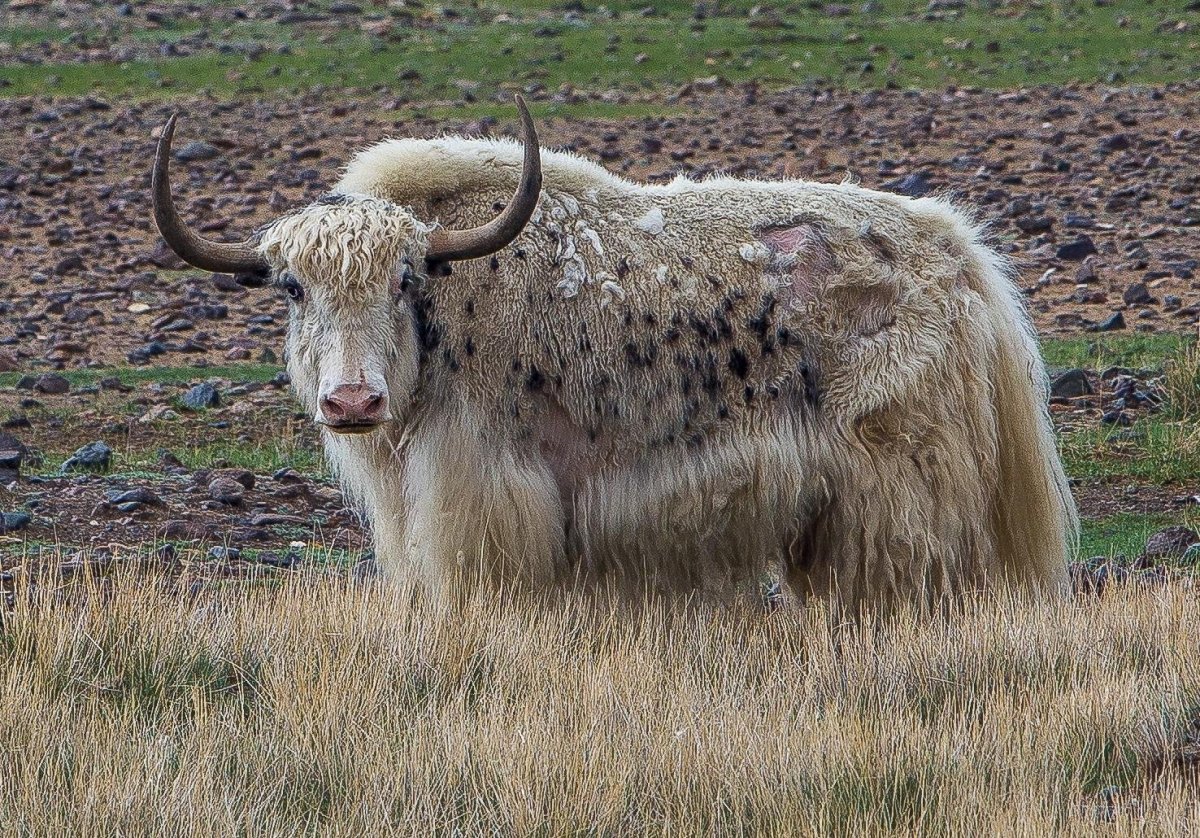Монгун-Тайга Сарлык