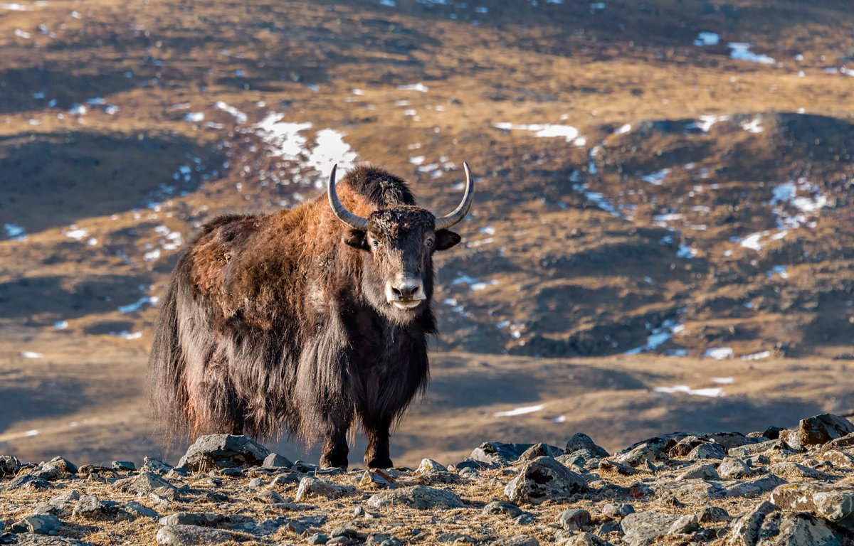 Монгун-Тайга Сарлык