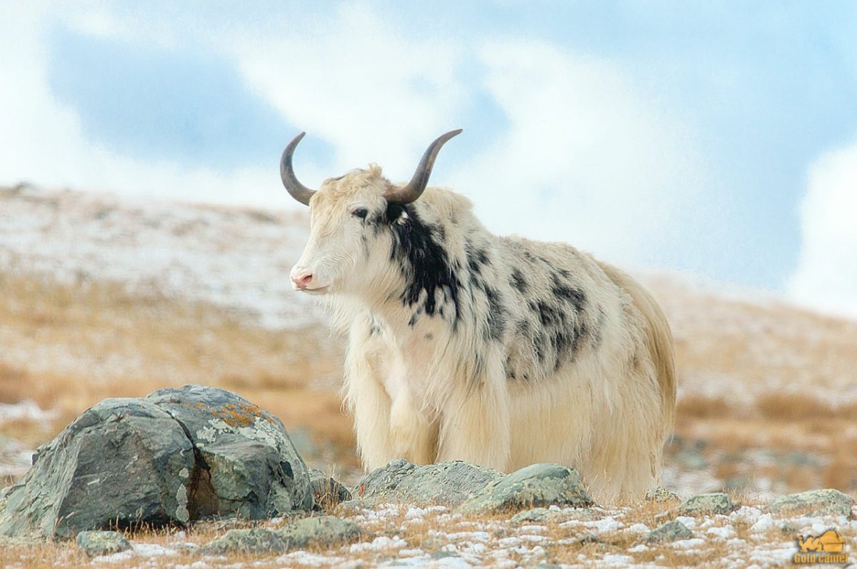 Тувинский як белый