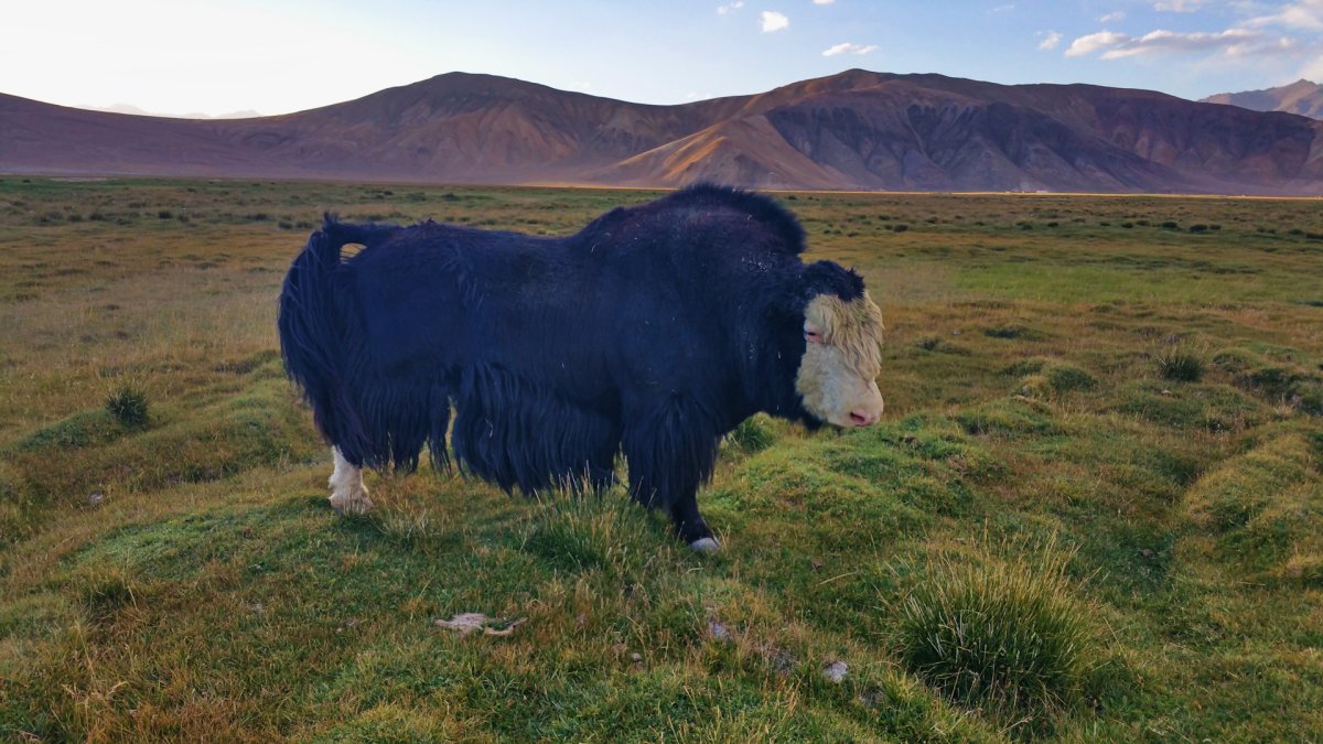 Кутос в памире
