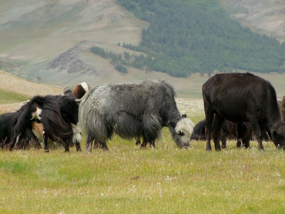 Сарлык Алтай