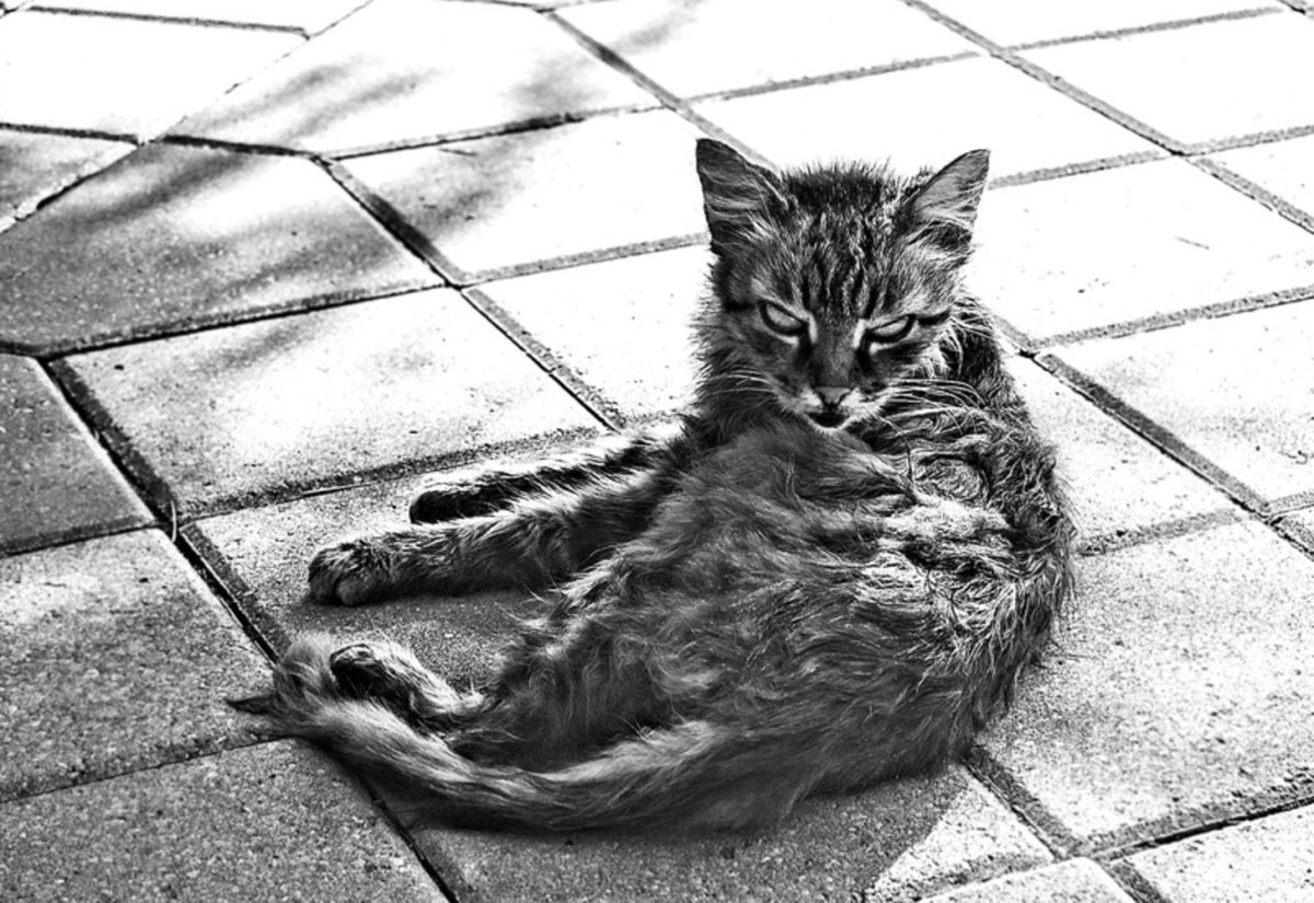 Дряхлый кот